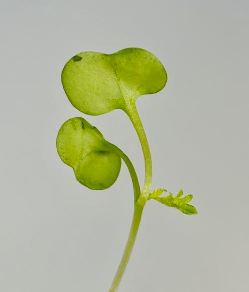 Close-up of fresh microgreens