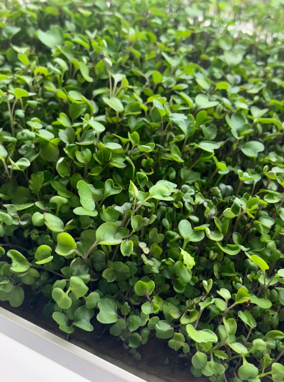 Frozen microgreens in tray