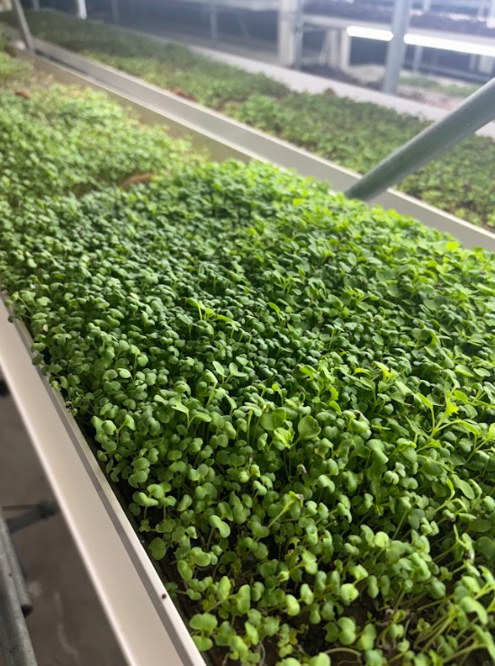 Assorted microgreens macro view